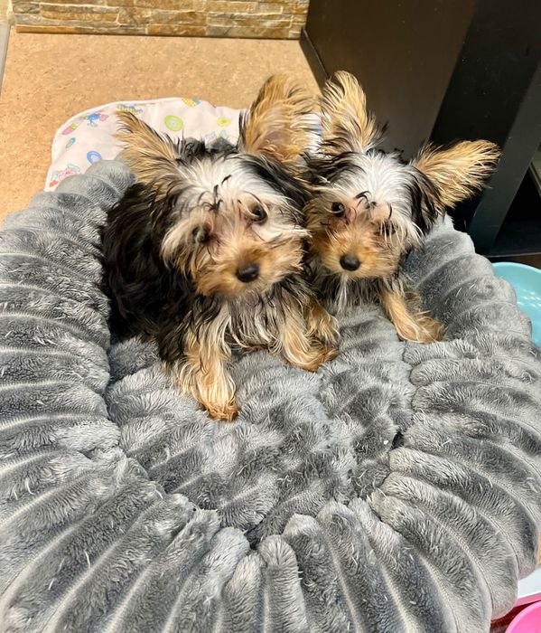 Кученца мини корки