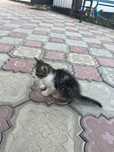 Отдам котенка в добрые руки