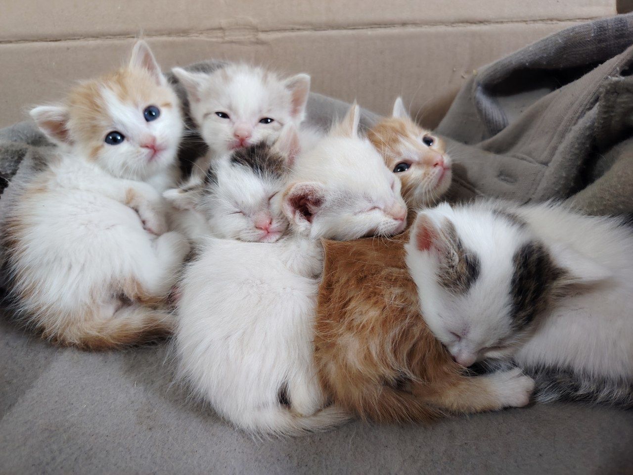 6 котят с мамой, можно забрать и по одному