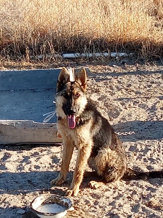 Немецкая авчарка