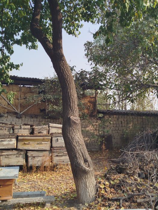 Дерево орех и два дерева yрюка, ёнғок дарахт ва иккита ўрик дарахти