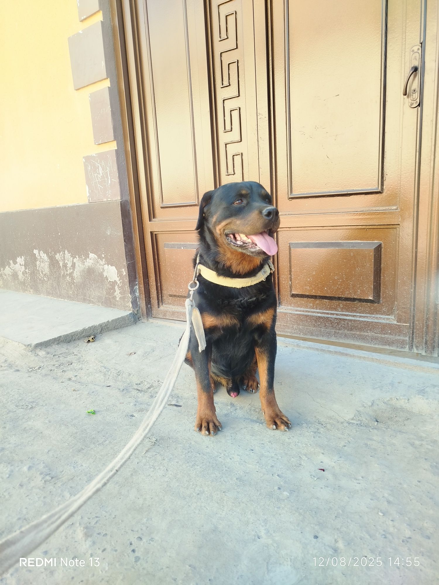Rottweiler iti sotiladi. Yoshi 1.5 . Uy va fabrikalar qoʻriqlash uchun