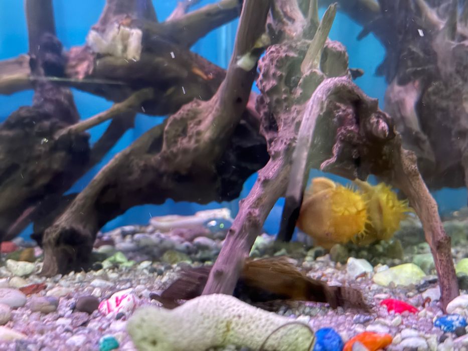 Аквариум с рыбами и черепахой