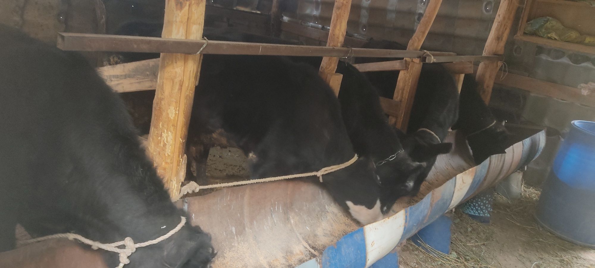 Продам бычков восем голов