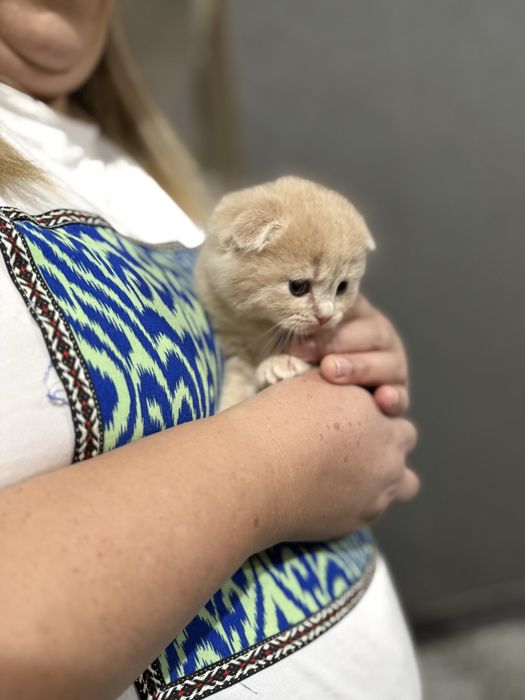 Котёнок Скотиш Фолд 1 месяц