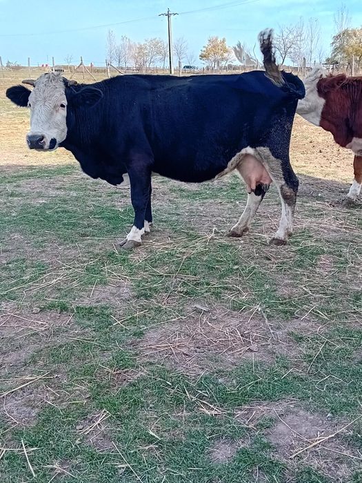 Vand vacă cu vițea și junincă