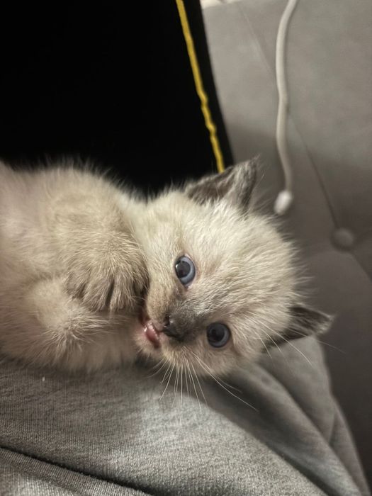 Котята отдам.