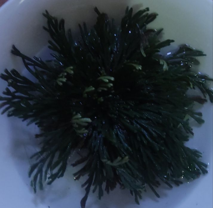 Иерихонская роза 500тг