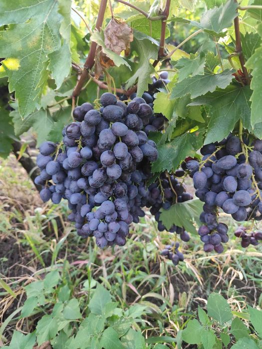 Struguri de vin aromati
