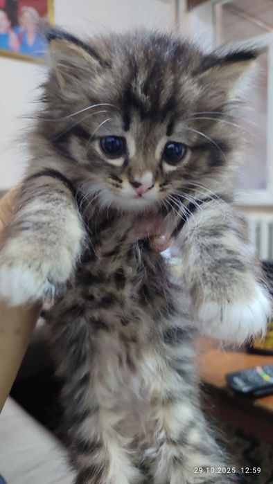 Кыз пышык бар Пушистый Жаксы мехирбан колларга  бериледи