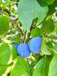 Prune Centenar direct de la producator – Livada ingrijita, 4.5 lei/kg