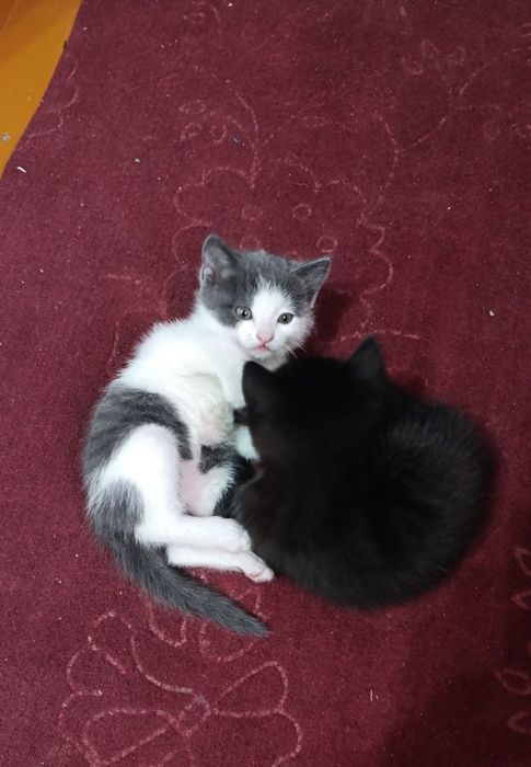 Мушукчалар яхши  мехрибон кулларга топширилади