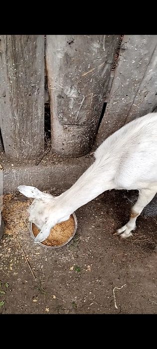 Коза молочная недавно покрылась.