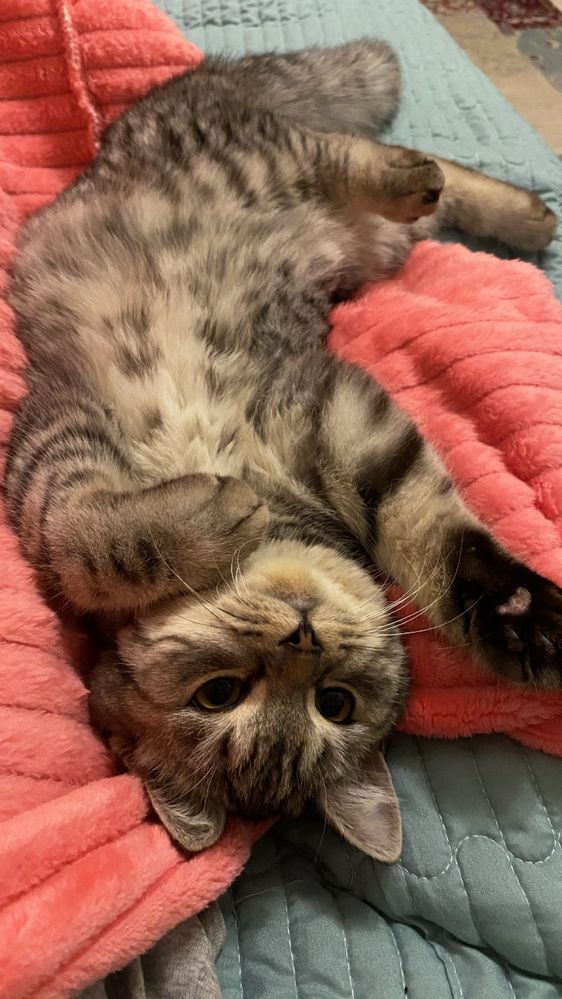 Кот Шотландский(скоттиш страйт)
