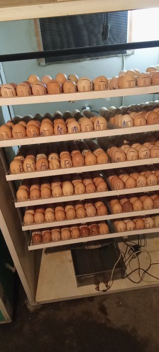 De vânzare două incubatoare