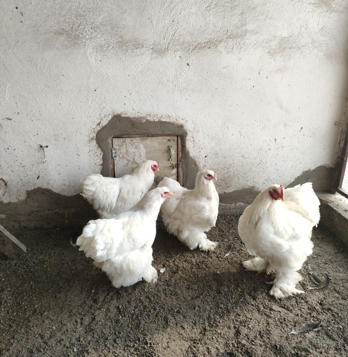 Продам Кохинхины Брамы.