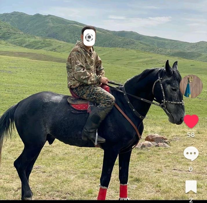 Полукров айғыр сатылады бойы биік