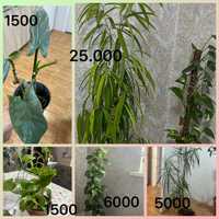 Драцена комнатное растение