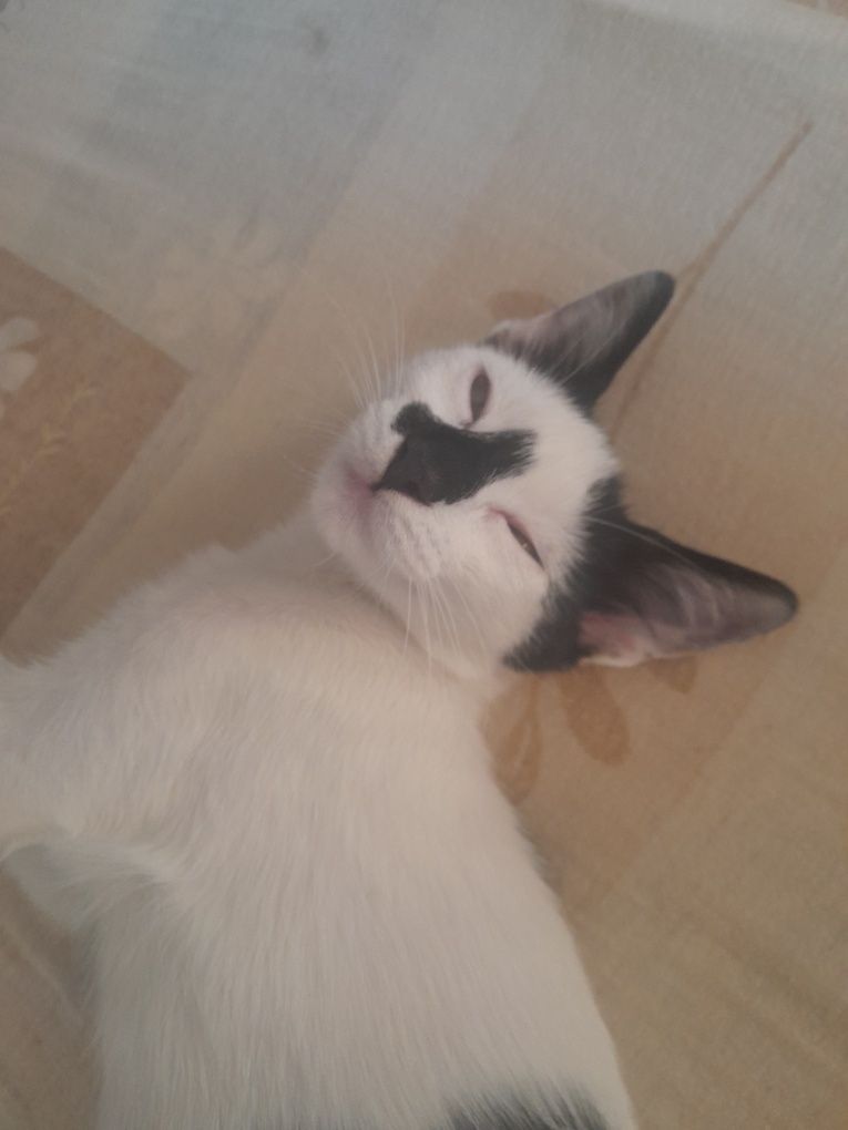 Ofer spre adopție un motănel de  3 luni