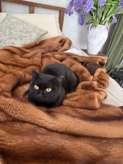 Черная кошка пантера. Стерилизована