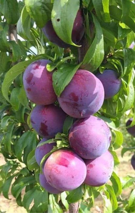 Pomi columnari pe ROD !!!