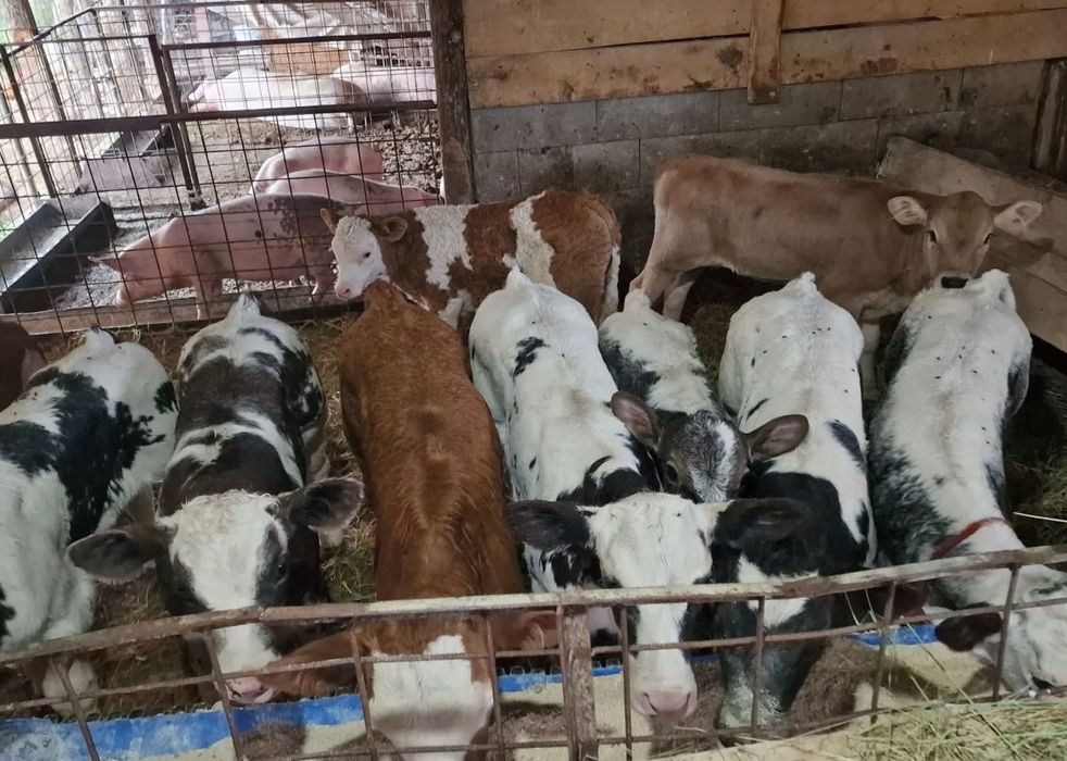 Aduc viței de rasă în toată România