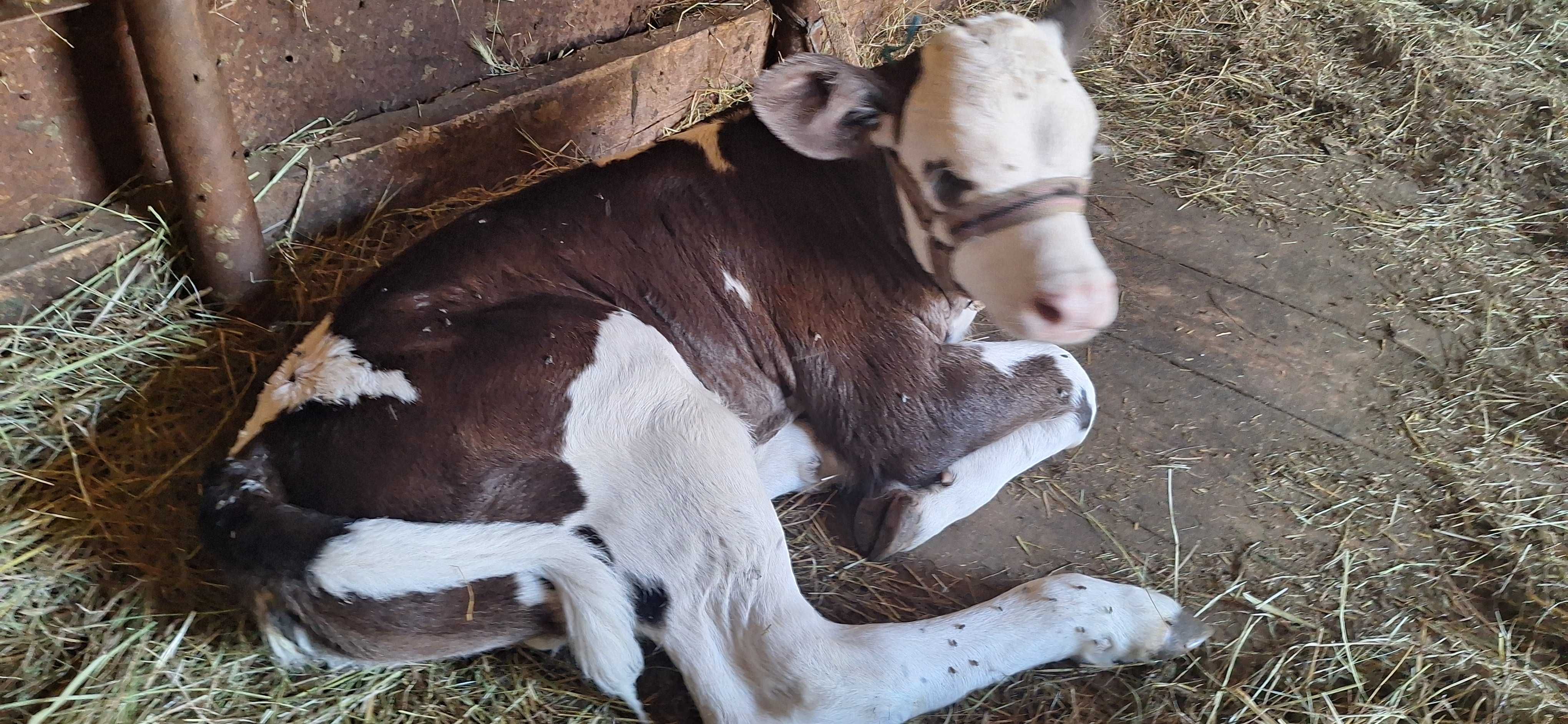Vand vitea de la vaca de lapte