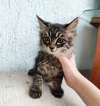 Отдаю котят в хорошие руки