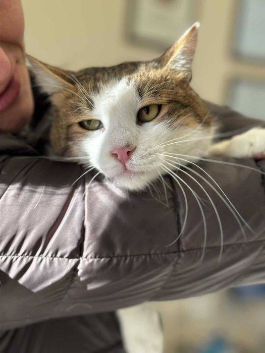 Мъжко коте търси дом