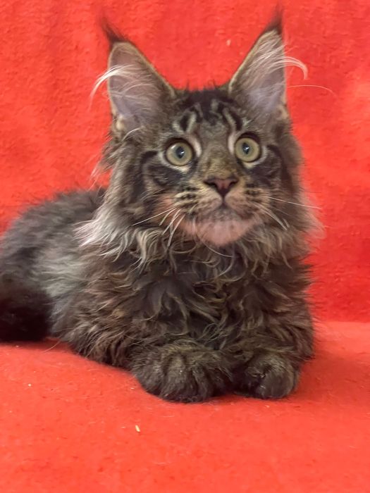 Maine Coon cu părinții campion
