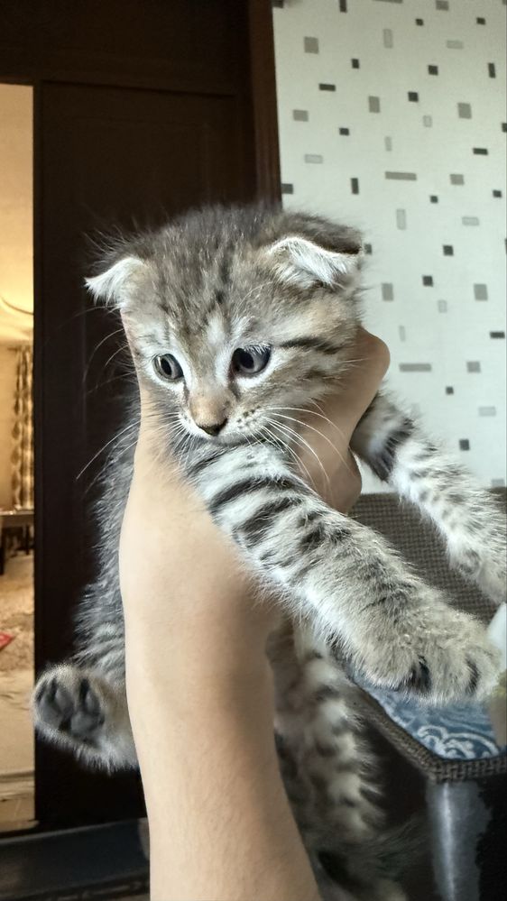 Котенок. Мушукча.