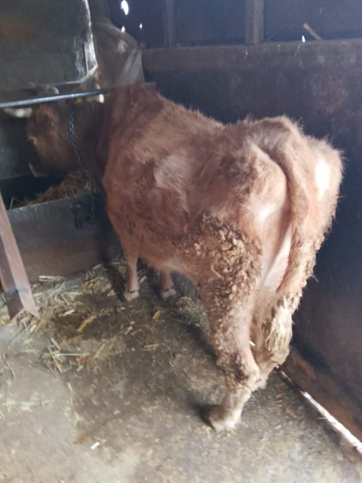 Продам тёлок срочно