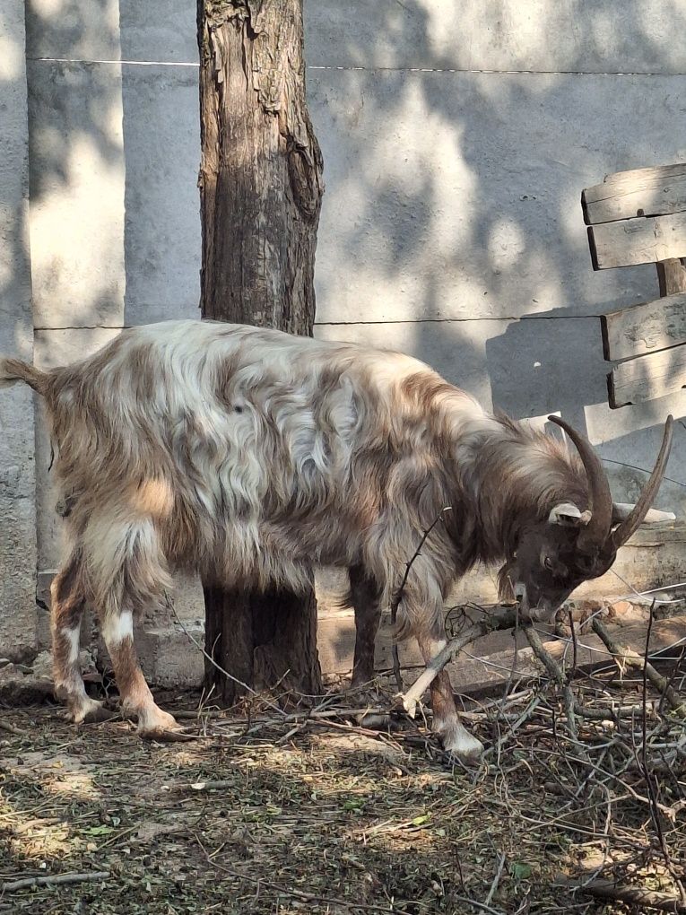 Capră stearpă de vânzare