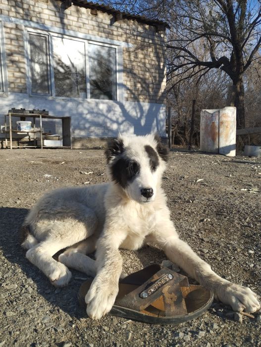 Кушык жогалды корген былген адамдар болса жазыныздар суйыншысы 10000тг