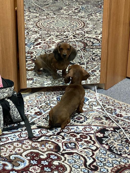 Кобель таксы ждет на вязку