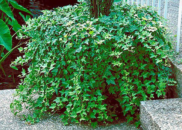 Puieti de iedera ( HEDERA HELIX) la pret de producator +alte specii