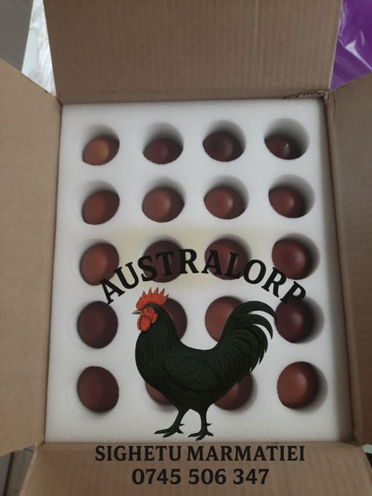 Ouă pt incubat Marans Negru Arămiu