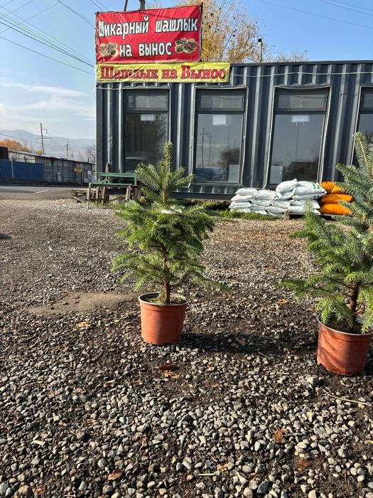 Ель голубая высота от 1м - до 4м в наличии звоните прямо сейчас