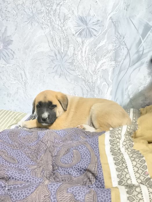 Щенята в добрые руки