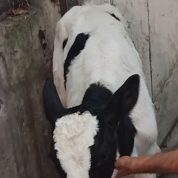 Vand un tauras baltat