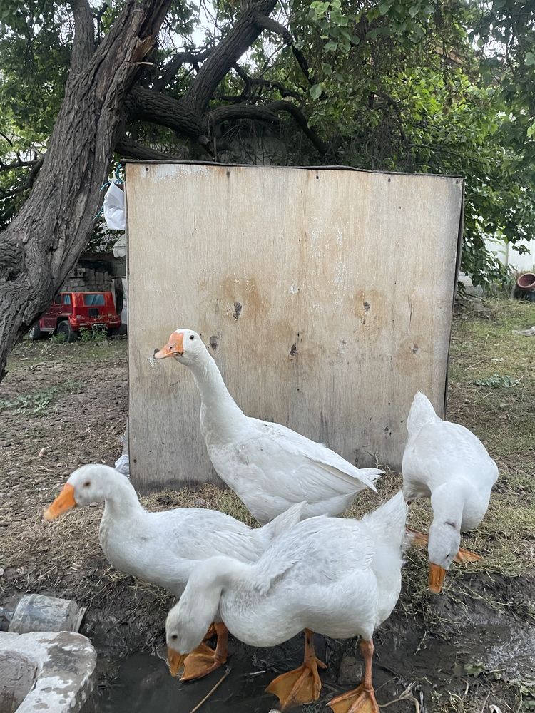 G’ozlar sotiladi