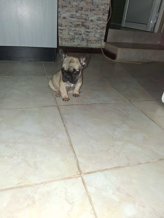 Продава се мъжко булдоче