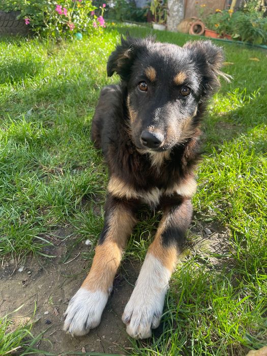 DONEZ pui caine maidanez femela