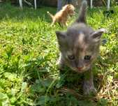 Подарявам котета