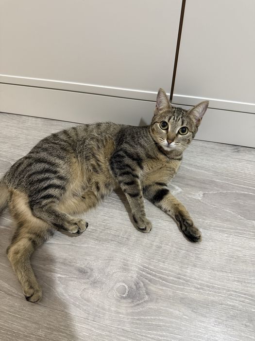 Отдам кошечку в добрые, заботливые руки