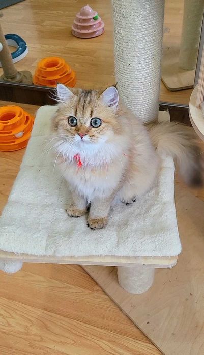British longhair fetita adorabila  Chocolate Golden pedigree