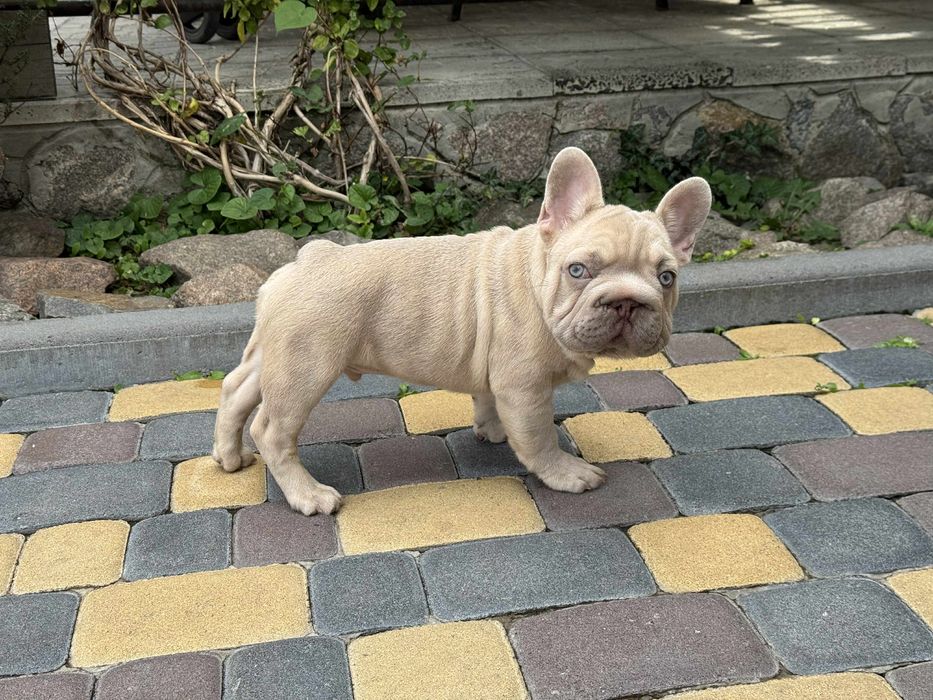 Френски булдог - Лилак, 5 месеца