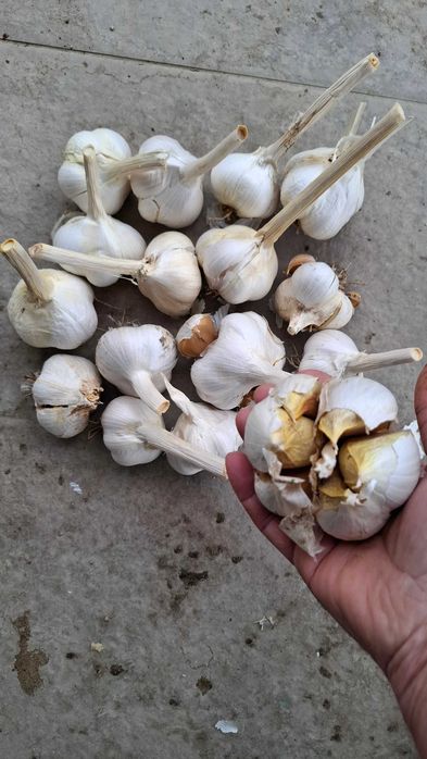 Черна царевица за пуканки - семена и чесън "Рокамбол"