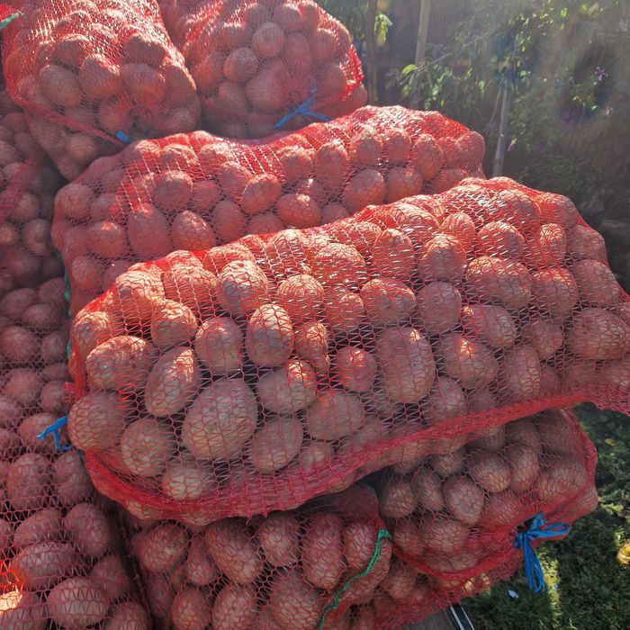 Cartofi consum bellarosa