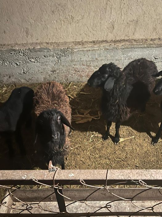 4 кошкар бар 6.7 айлык